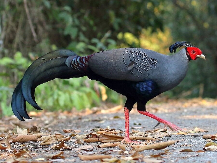 Experience Thailand’s Siamese Fireback with ethical tours